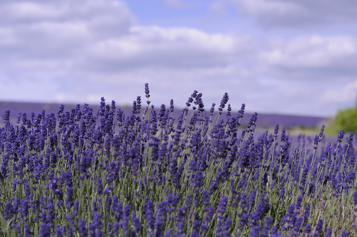 Sinan Antoon’s novel “Of Loss and Lavender”: Two Lives Fractured by War and Memory, and Sami’s “poignant dreamscape”